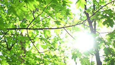 Crowns of trees with bright afternoon sun and rays.