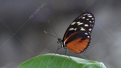 Beautiful butterfly rest on green leaf, blur background