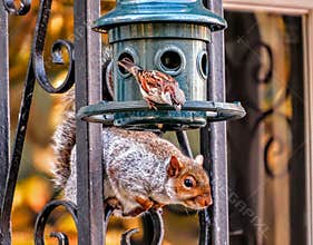 Sparrow Meets Squirrel On A Feeder