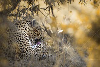 Leopard in Yala National park, Sri Lanka