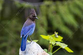 A Beautiful Steller`s Jay