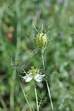 Nigella seed capsule, sativa. Love-in-the-mist