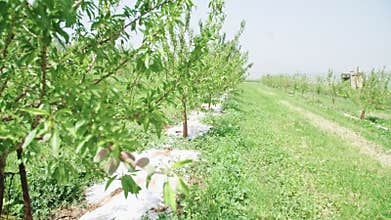 Slow motion of young almonds on a tree branch rocking in the wind.