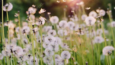 Dandelion fly on a nature background. Slow motion