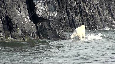 White polar bear walks along rocky shore of Arctic Ocean.