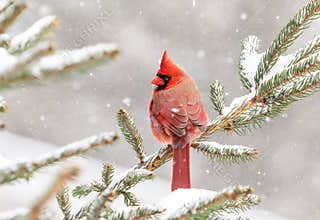 Male Northern Cardinal Perched on Snow-Covered Pine Branch in Pleasant Valley, New York