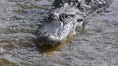 Alligator fishing in flowing water