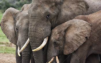 Three elephants heads close together touching