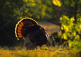 Strutting Wild Turkey Backlit