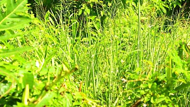 Tropical Jungle Undergrowth Vibrant Green Vegetation HD