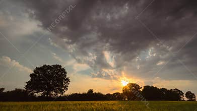 Timelaps of moving fluffy clouds in the evening sky during sunset over lonely oak tree in a wheat meadow field