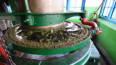 Tea Leaves grinding in Tea factory in Sri lanka.