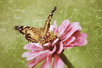 An antiqued photograph of a Painted Lady Butterfly.