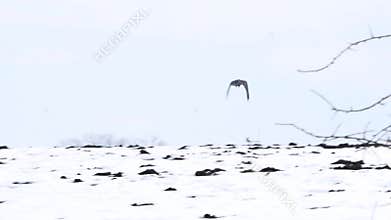Birds - flying black common raven