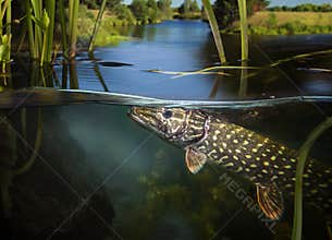 Wild underwater Pike.