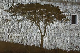 Tree shadow in black and white