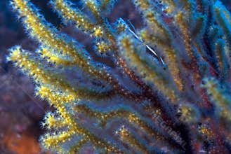 Red an Yellow Gorgonian