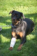 Smiling Dog with Bandaged Leg