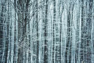 Cold morning fairy-tale