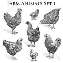Vector Farm Animals engraving . Chickens and