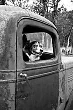 Cute Dog in an Old Truck