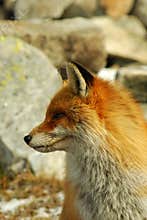 Wild fox profile