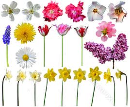 Spring flowers collection