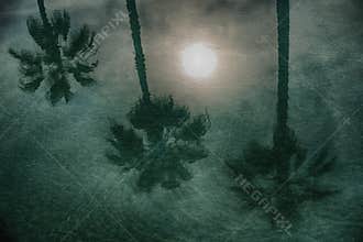 Palm Tree Reflection