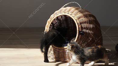 Kittens playing and fighting each other