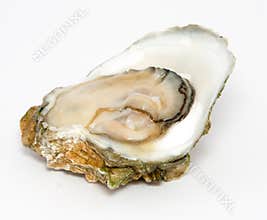Oyster