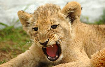 Lion cub