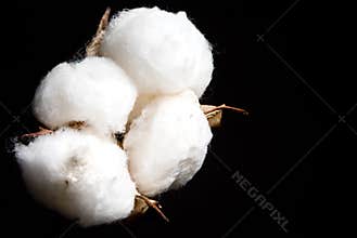 Cotton Boll