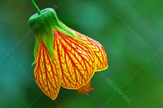 Bell Flower or red veined abutilon