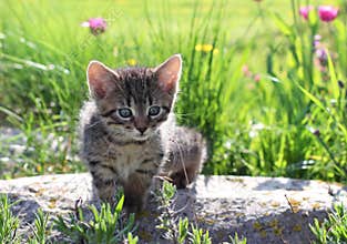 Little Kitten Staring at the Herb