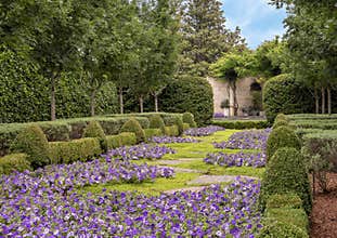 Bed of purple petunias and hedges, Dallas Arboretum and Botanical Garden