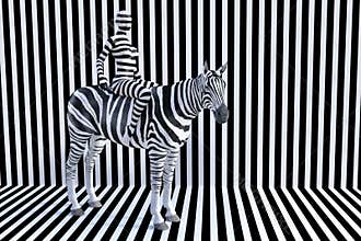 Woman Riding Zebra, Stripes, Wildlife Animal