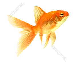 Gold fish