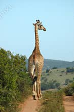 Giraffe