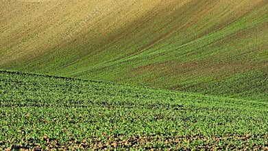 Field in the spring. Beautiful natural abstract background for agriculture.
