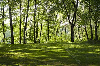 Glade in the forest at spring morning. background, nature.