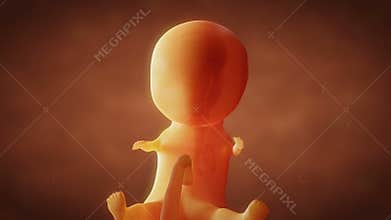 Human embryo fetus growth