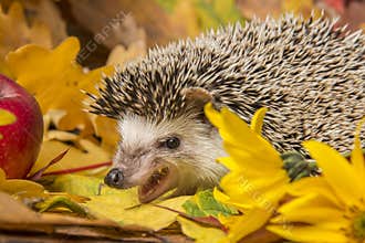 Four-toed Hedgehog African pygmy hedgehog