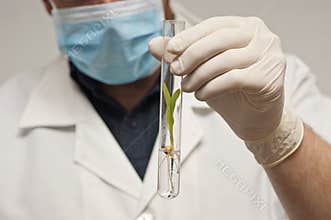 A scientist holding a test tube with a GMO corn plant