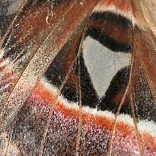 Butterfly wing texture