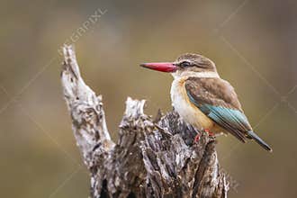 Brown hooded Kingfisher in Kruger National park, South Africa