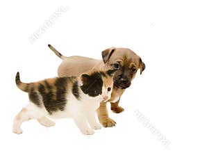 Puppy and Kitten Friends.