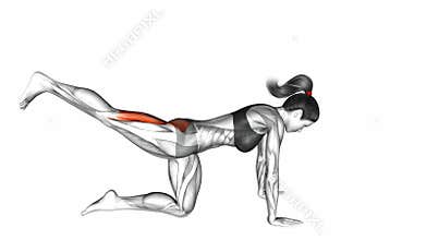 Straight Leg Kickback exercise