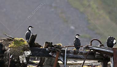 Zuid-Georgische Aalscholver, South Georgia Shag, Phalacrocorax g