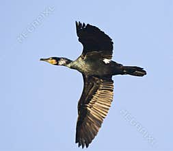 Aalscholver, Great Cormorant, Phalacrocorax carbo