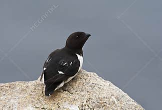 Kleine Alk, Little Auk, Alle alle
